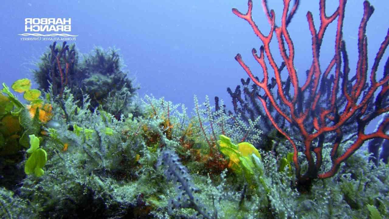 deep sea coral and reef